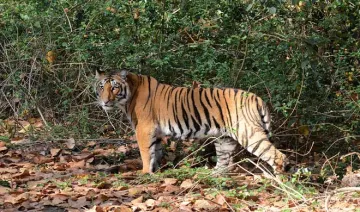 tiger- India TV Hindi