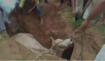 A cow being rescued by local muslims- India TV Hindi