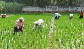 किसानों को बैंकों से 7 फीसदी की घटी हुई दर पर मिलेगा फसल ऋण, आधार नंबर देना होगा जरूरी- India TV Paisa