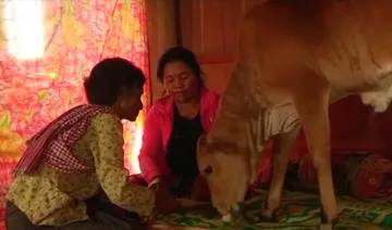 woman marry calf believing reincarnation of her husband- India TV Hindi