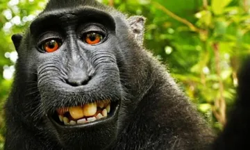 Monkey, selfie copyright lawsuit- India TV Hindi