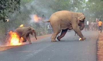 Elephant-Burning- India TV Hindi