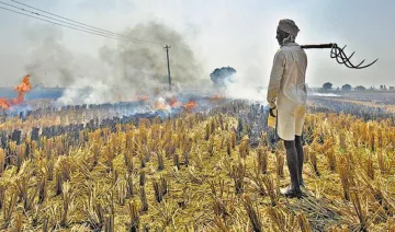प्रदूषण ने खोल दिया किसानों के लिए कमाई का रास्‍ता, NTPC धान की ‘आधी’ कीमत पर खरीदेगी पराली- India TV Paisa