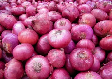 Onion stock limi- India TV Paisa