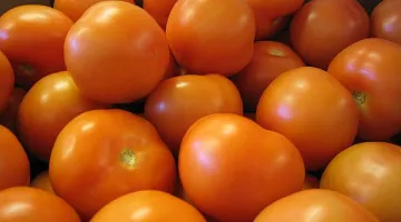 Tomato prices- India TV Paisa