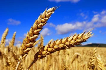 Wheat- India TV Paisa