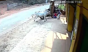 Karnataka-Sister-saves-little-brother-from-a-raging-cow- India TV Hindi