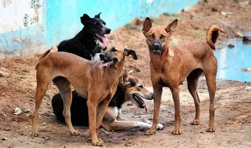 dogs- India TV Hindi