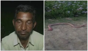 Hardoi-Angry-farmer-bites-off-snake-head-after-reptile-bit-him-on-leg- India TV Hindi