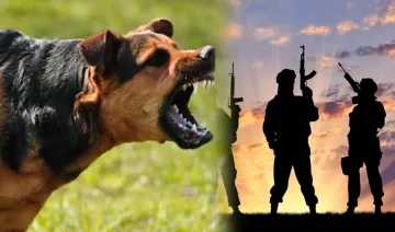 Village in Kashmir where terrorists are left to be eaten by dogs- India TV Hindi