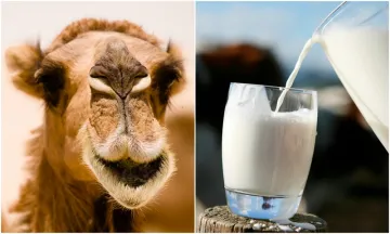 <p><strong>Camel milk benefits</strong></p>- India TV Hindi