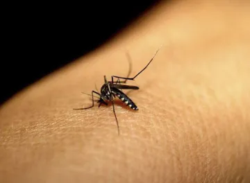 <p>dengue</p>- India TV Hindi