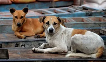 In this Gujarat village every dog is a crorepati- India TV Hindi