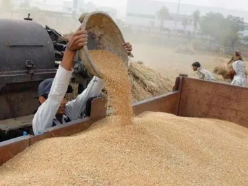 Wheat procurement target 85 percent achieved - India TV Paisa