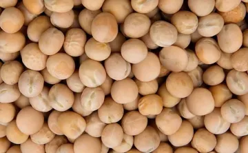 Import of Yellow peas is restricted for 3 months- India TV Paisa