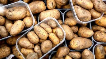 Potato wholesale price rose 50 percent in 2 months despite record 50 million tons production- India TV Paisa
