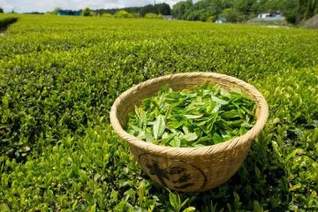 Tea Leaf lungs cancer- India TV Hindi