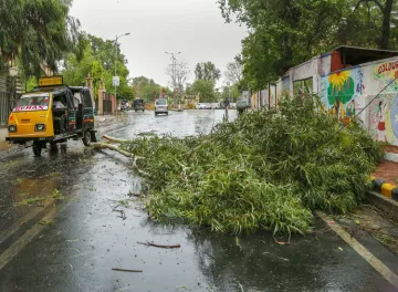 <p>fallen tree after a thunderstorm</p>- India TV Hindi
