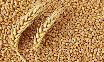 ﻿Wheat Procurement- India TV Paisa