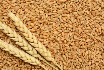 Wheat procurement crosses 30 million tons- India TV Paisa