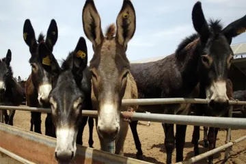 Donkeys are stolen and skinned in Africa to fulfil demand from China | AP- India TV Hindi