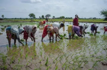 <p>Sowing of paddy</p>- India TV Paisa