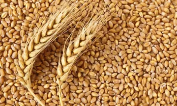 <p>Wheat procurement</p>- India TV Paisa