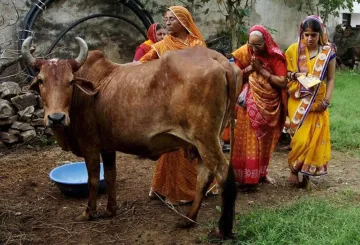Cow urine is getting more price over Cow Milk in Rajasthan- India TV Paisa