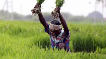 Government hikes MSP for Kharif crops for 2018-19 marketing season- India TV Paisa