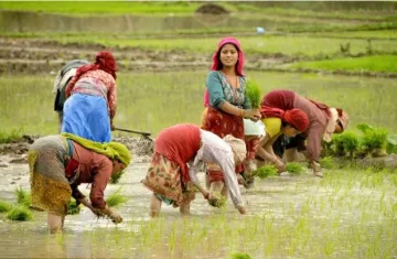<p>paddy farming </p>- India TV Paisa