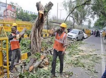 <p>NGT stays tree felling for redevelopment project in...- India TV Hindi