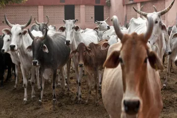 राजस्थान: अलवर में एक गोदाम से 220 गायों के शव बरामद, मामले की जांच जारी- India TV Hindi