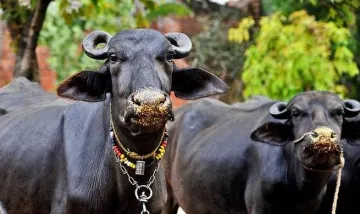 PM House Buffaloes Auctioned in 23.8 lakh Rupees in Pakistan- India TV Paisa