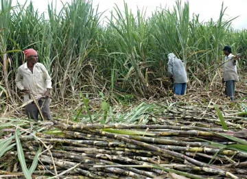 Sugarcane- India TV Paisa