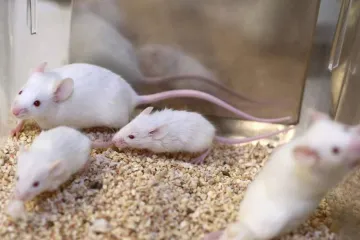 <p>rats</p>- India TV Hindi