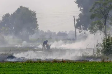 Stubble burning in Punjab, Haryana- India TV Hindi