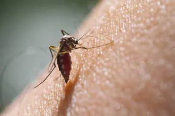 <p>Dengue cases mount to 650 in Delhi</p>- India TV Hindi