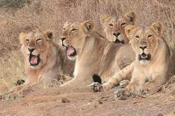 Death Of Gir Lions "Serious Situation", Government Must Act: supreme court- India TV Hindi