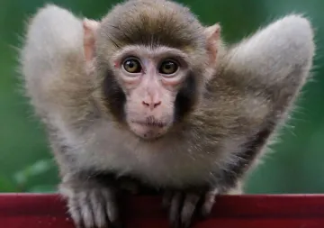 <p>Monkey</p>- India TV Hindi