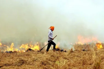 Take urgent measures to assist farmers to prevent crop residue burning : NGT to states- India TV Hindi