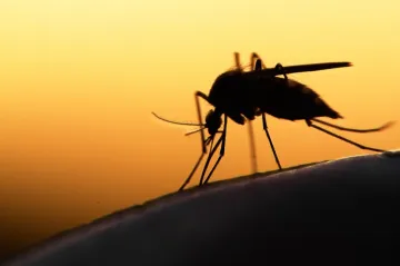 <p>Zika Virus</p>- India TV Hindi