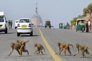 लुटियंस दिल्ली में बंदरों का आतंक, आम लोगों से लेकर बड़े-बड़े मंत्री और नेता दहशत में- India TV Hindi