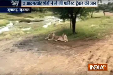 Gir forest lion attack- India TV Hindi