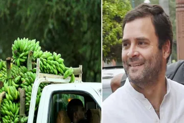 <p>Rahul gandhi sends Israeli banana saplings for Amethi...- India TV Hindi