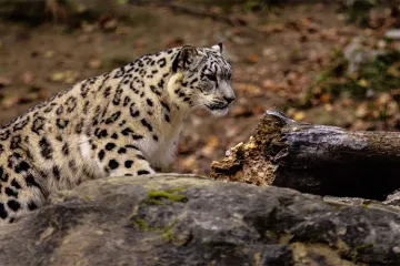 Leopard spotted on Kalka-Shimla heritage track and platform | Representational- India TV Hindi
