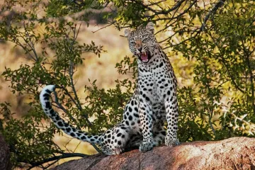 Leopard kills Buddhist monk meditating in forest in Maharashtra | Pixabay- India TV Hindi