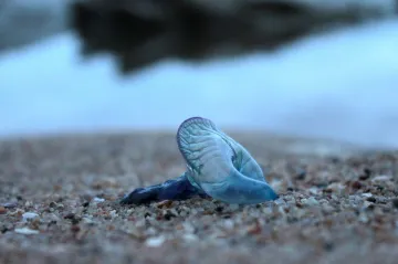Blue Water jellyfish- India TV Hindi