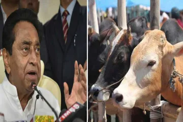 <p>Madhya Pradesh govt to open 1,000 cow shelters</p>- India TV Hindi