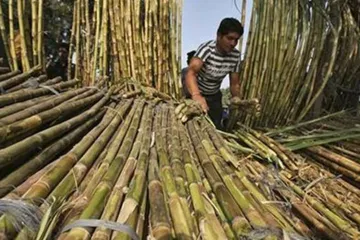 <p>Sugarcane farmer </p>- India TV Hindi