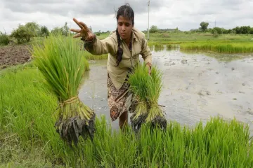 <p>Paddy farmer Maharashtra</p>- India TV Hindi